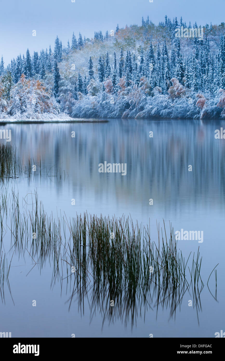 Los colores de otoño y la primera nevada en el lago de cinco millas. Estela Plateada, territorios de Yukón, Canadá Foto de stock