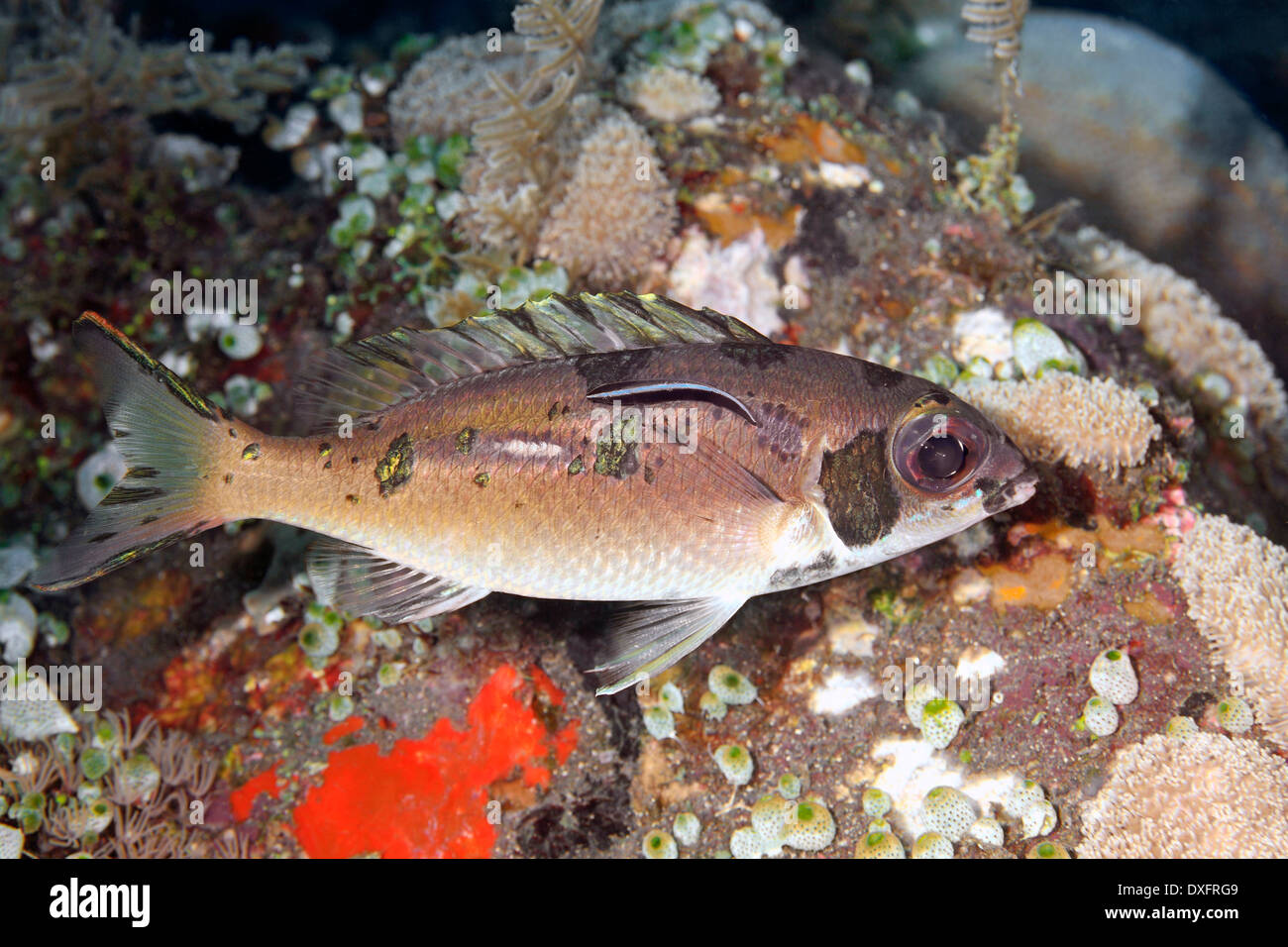 Los espáridos, Coral Pearl-Streaked Scolopsis xenochrous. El pescado se ha cambiado de color para invitar a los servicios de un limpiador de Blue Streak peces. Labriodes dimidiatus Foto de stock