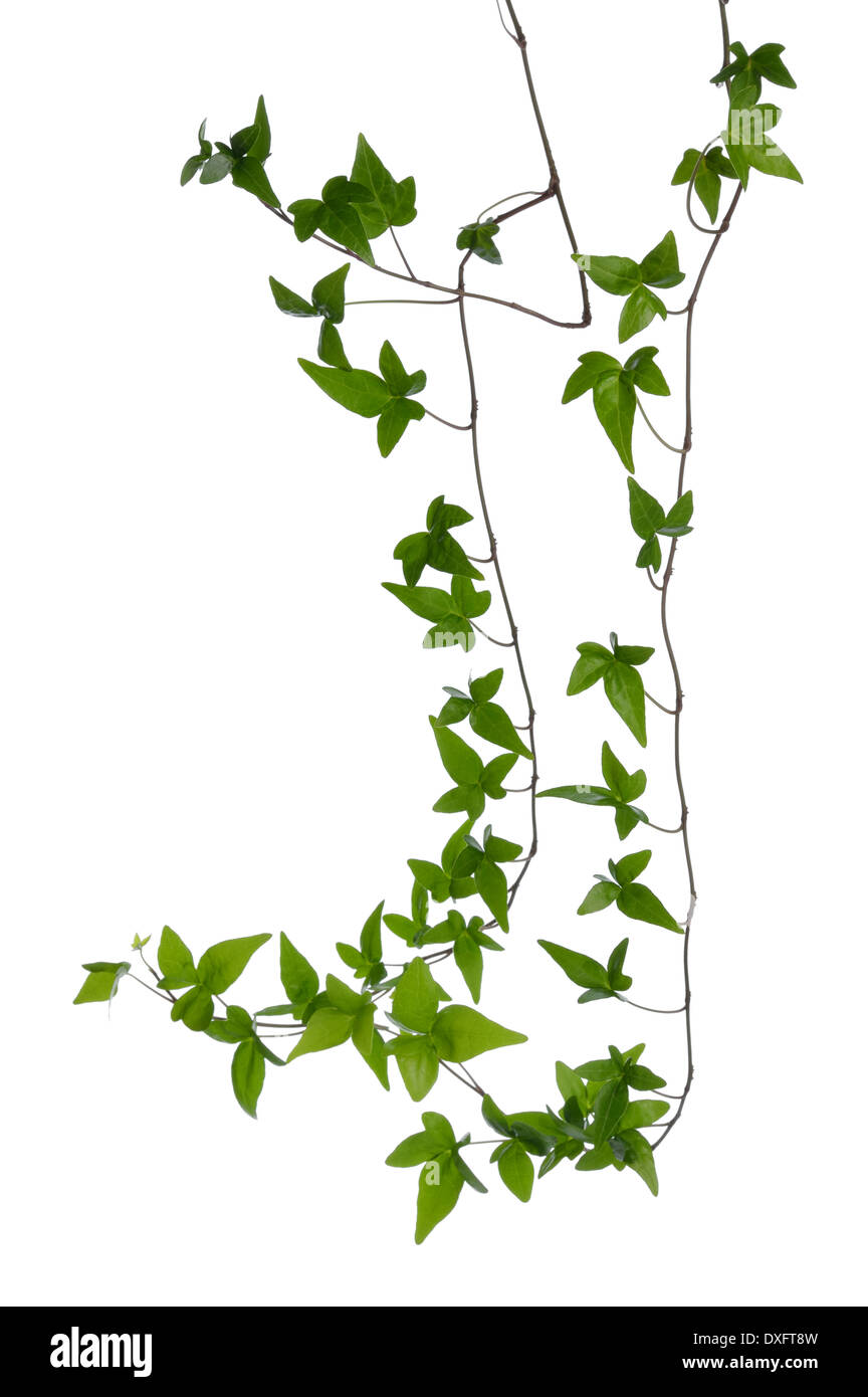 Dos hiedra verde (Hedera) surge aislado sobre fondo blanco. Ivy reductor tallo con hojas verdes jóvenes. Foto de stock