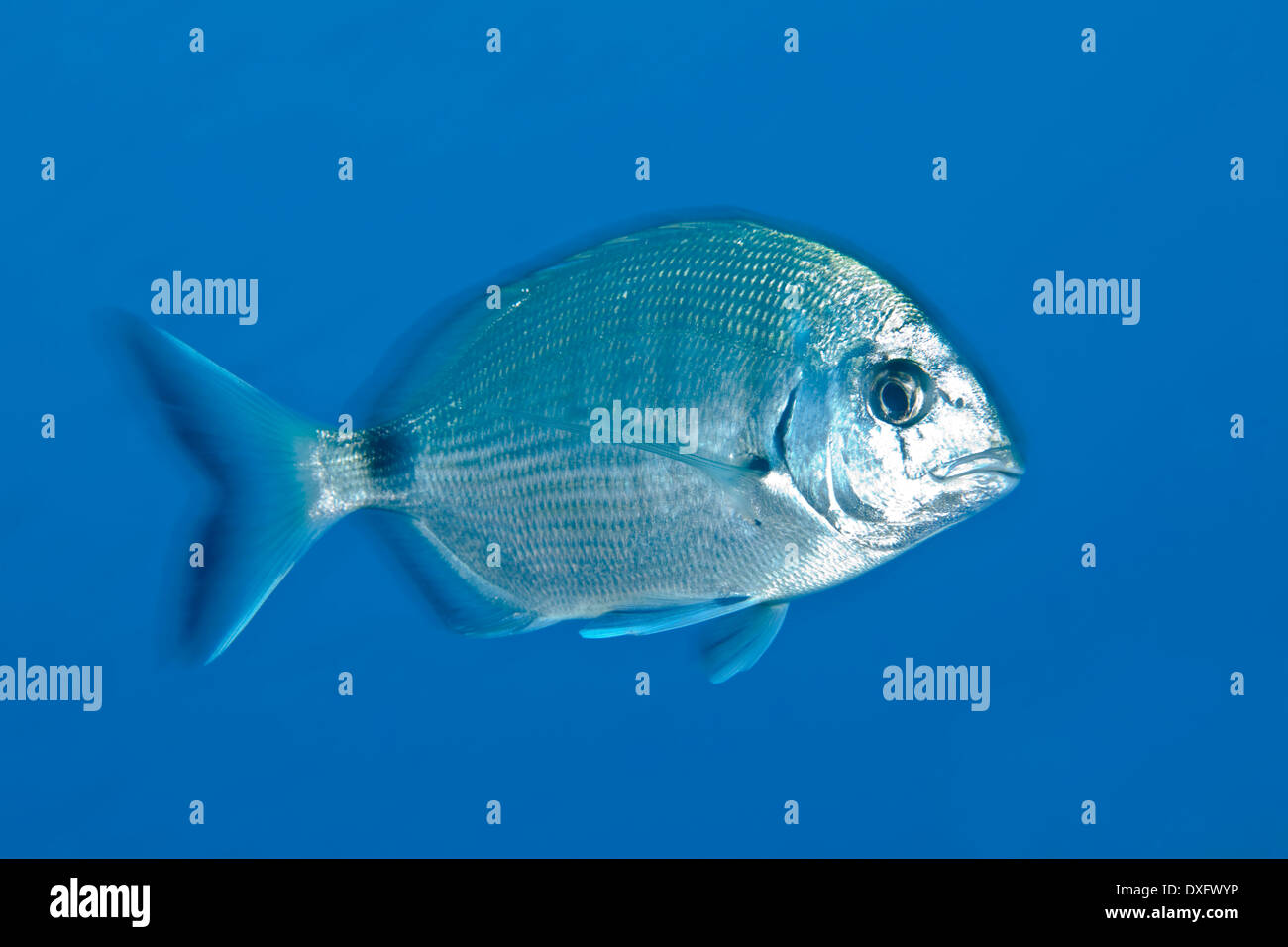 African el sargo, Diplodus sargus cadenati, Larvotto, el Mar Mediterráneo, Mónaco Foto de stock