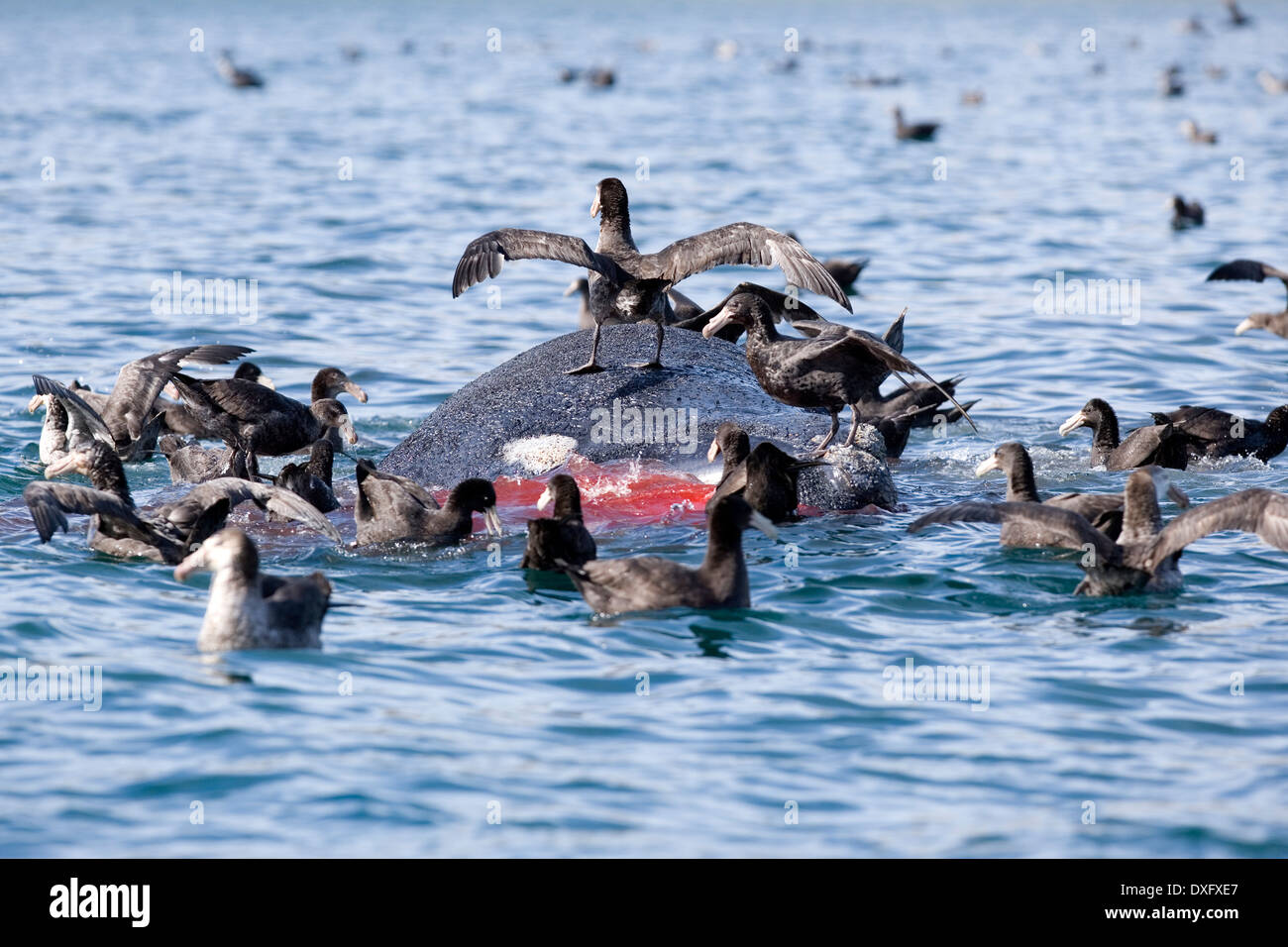 Ballena Franca Austral muertos flotando en la superficie, Eubalaena australis, Península Valdés, Patagonia, Argentina Foto de stock