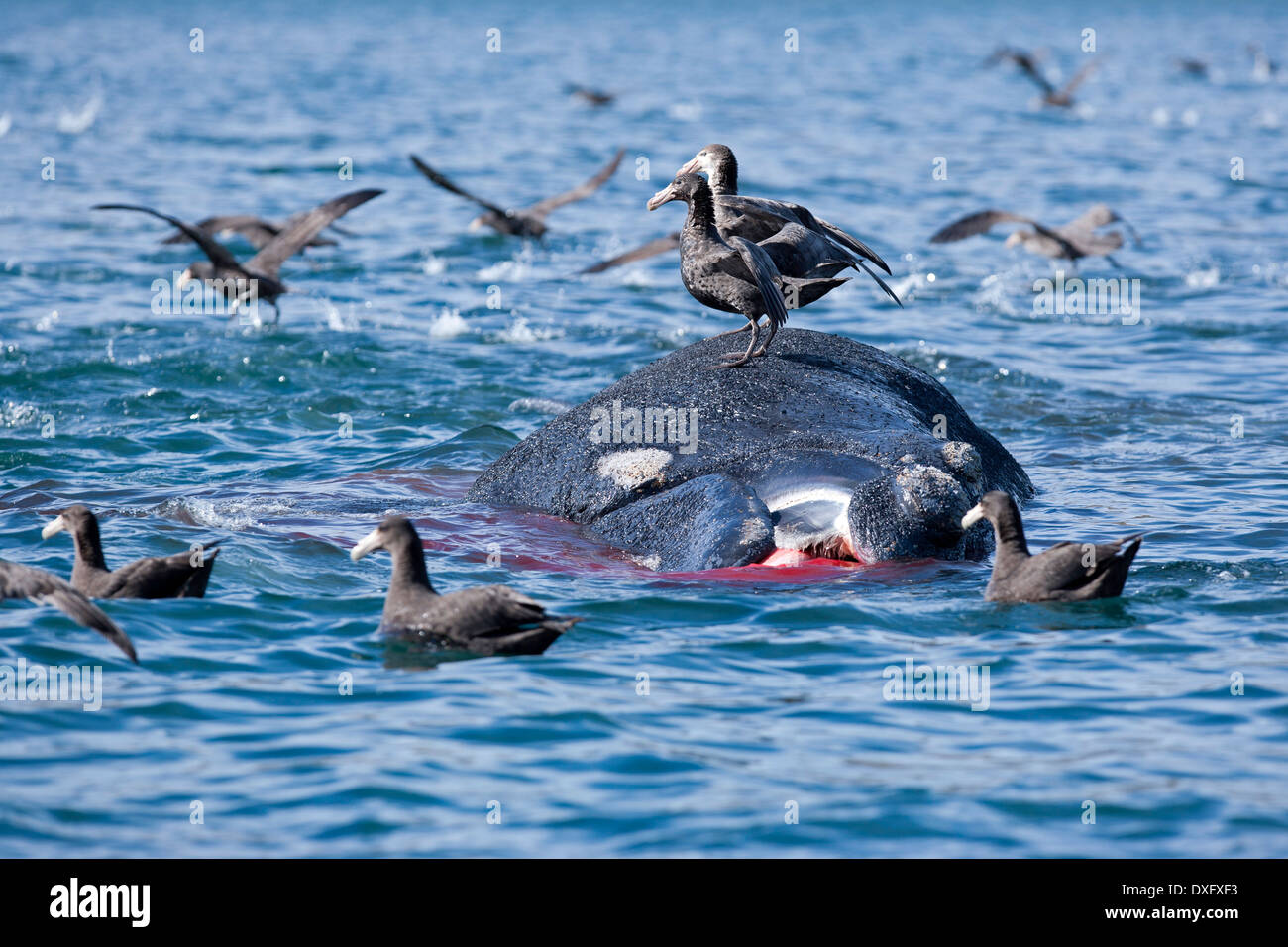 Ballena Franca Austral muertos flotando en la superficie, Eubalaena australis, Península Valdés, Patagonia, Argentina Foto de stock