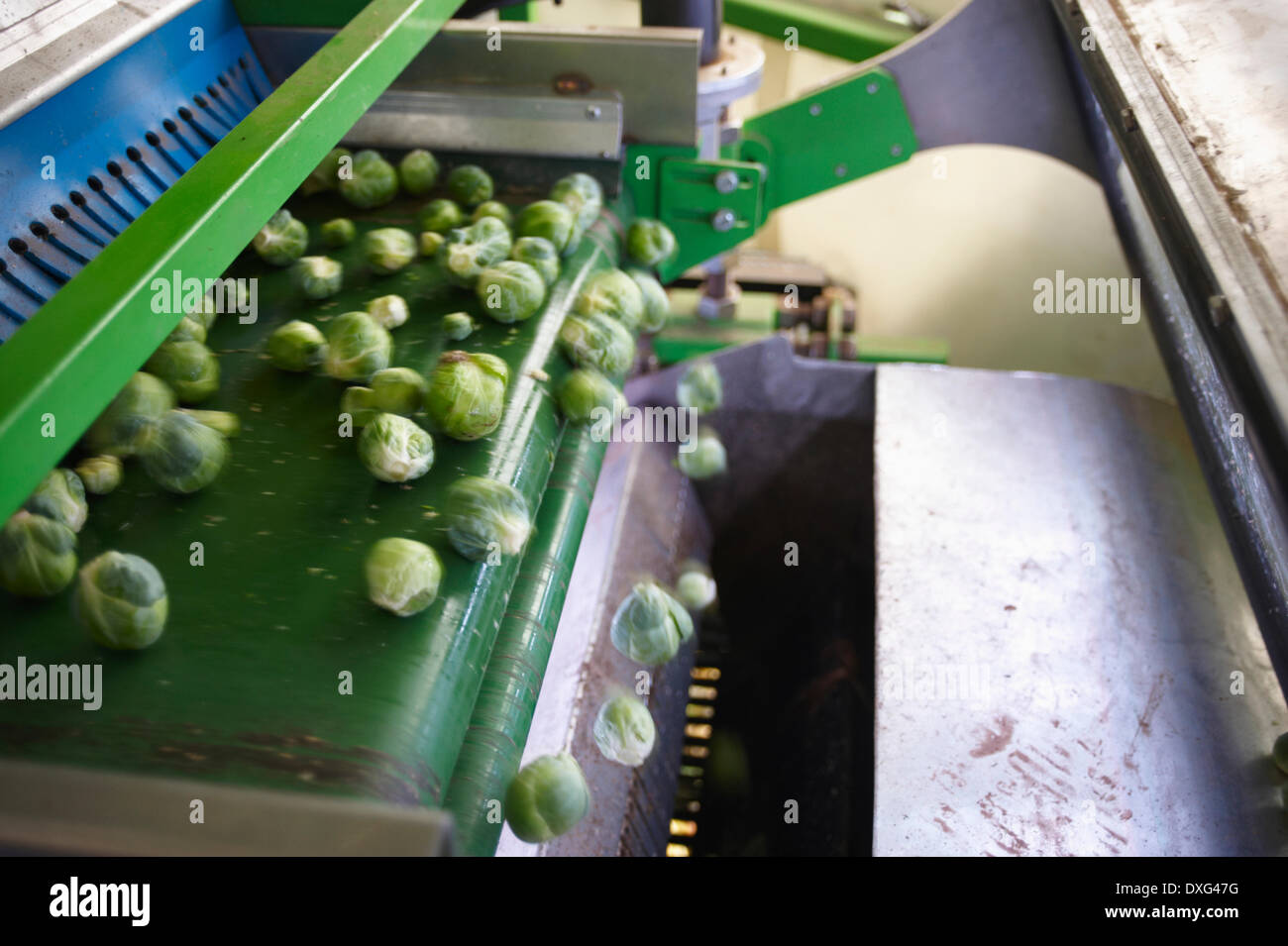 Máquina cosechando las coles de Bruselas en la granja de campo Foto de stock