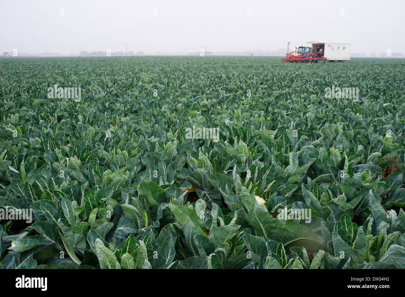 Campo agrícola de coliflores, listo para ser cosechado Foto de stock