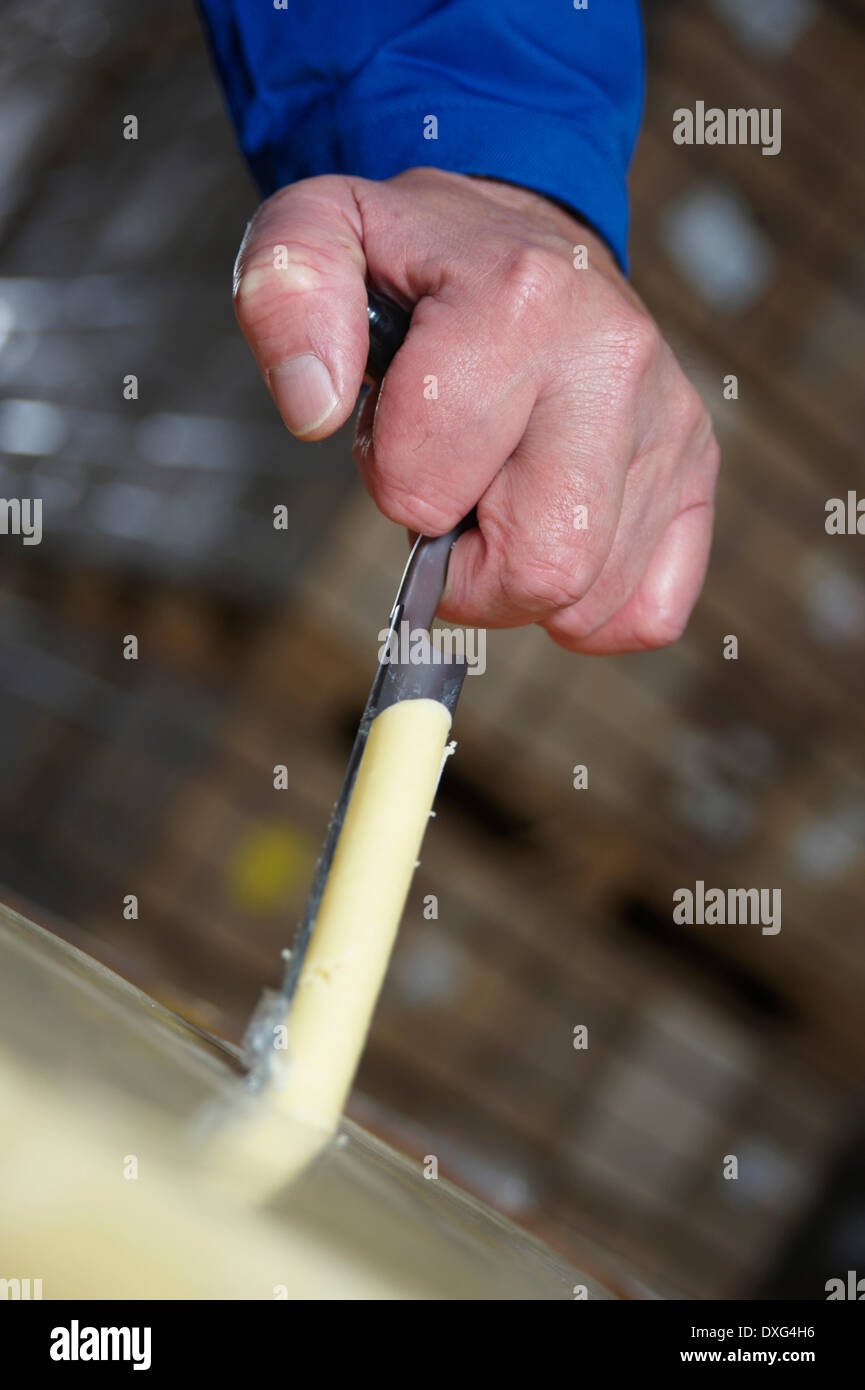 Toma de muestras para comprobar la calidad de queso Foto de stock