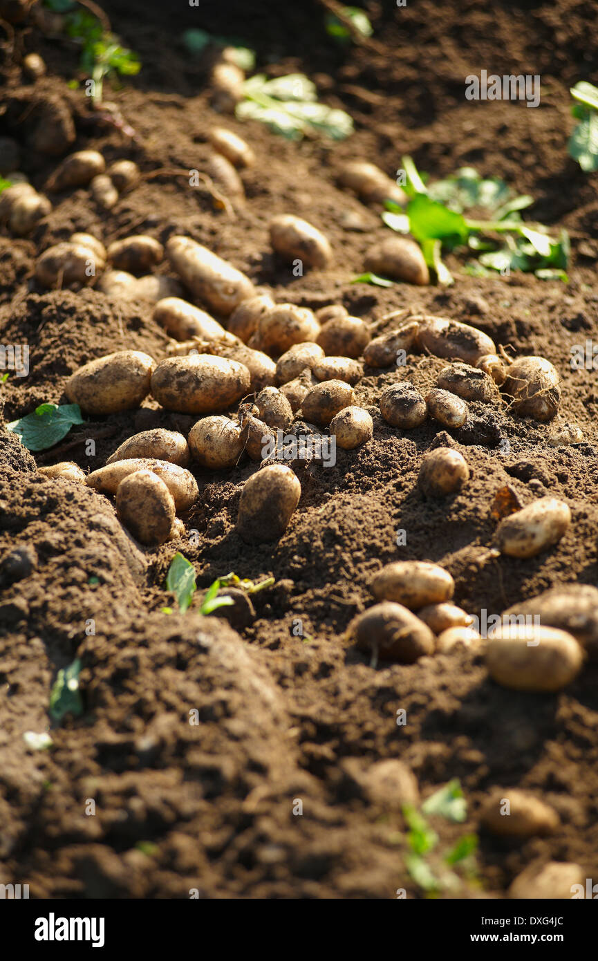 Recién excavadas Jersey Royal patatas en el jardín Foto de stock