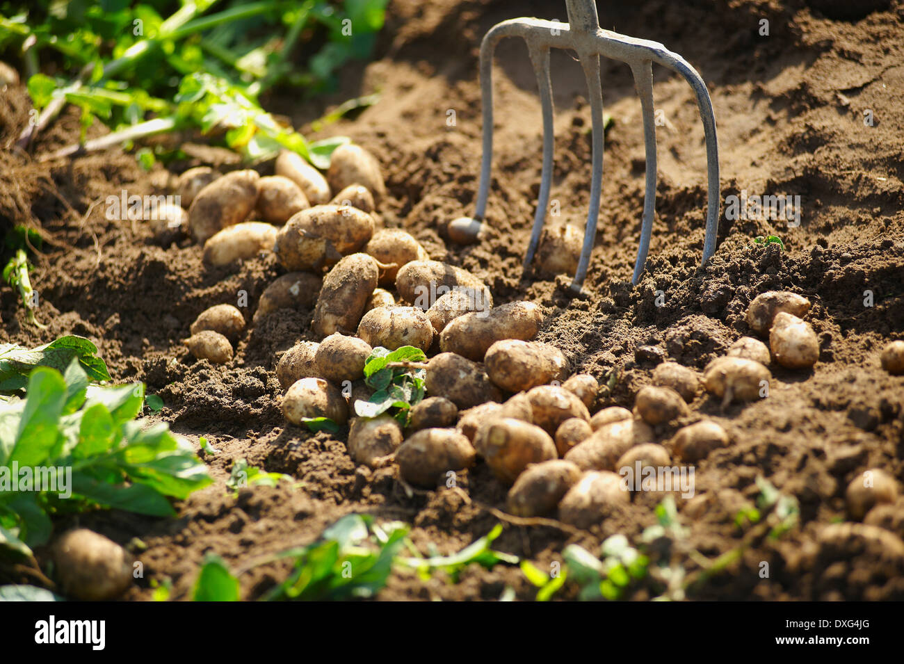 Recién excavadas Jersey Royal patatas en el jardín Foto de stock