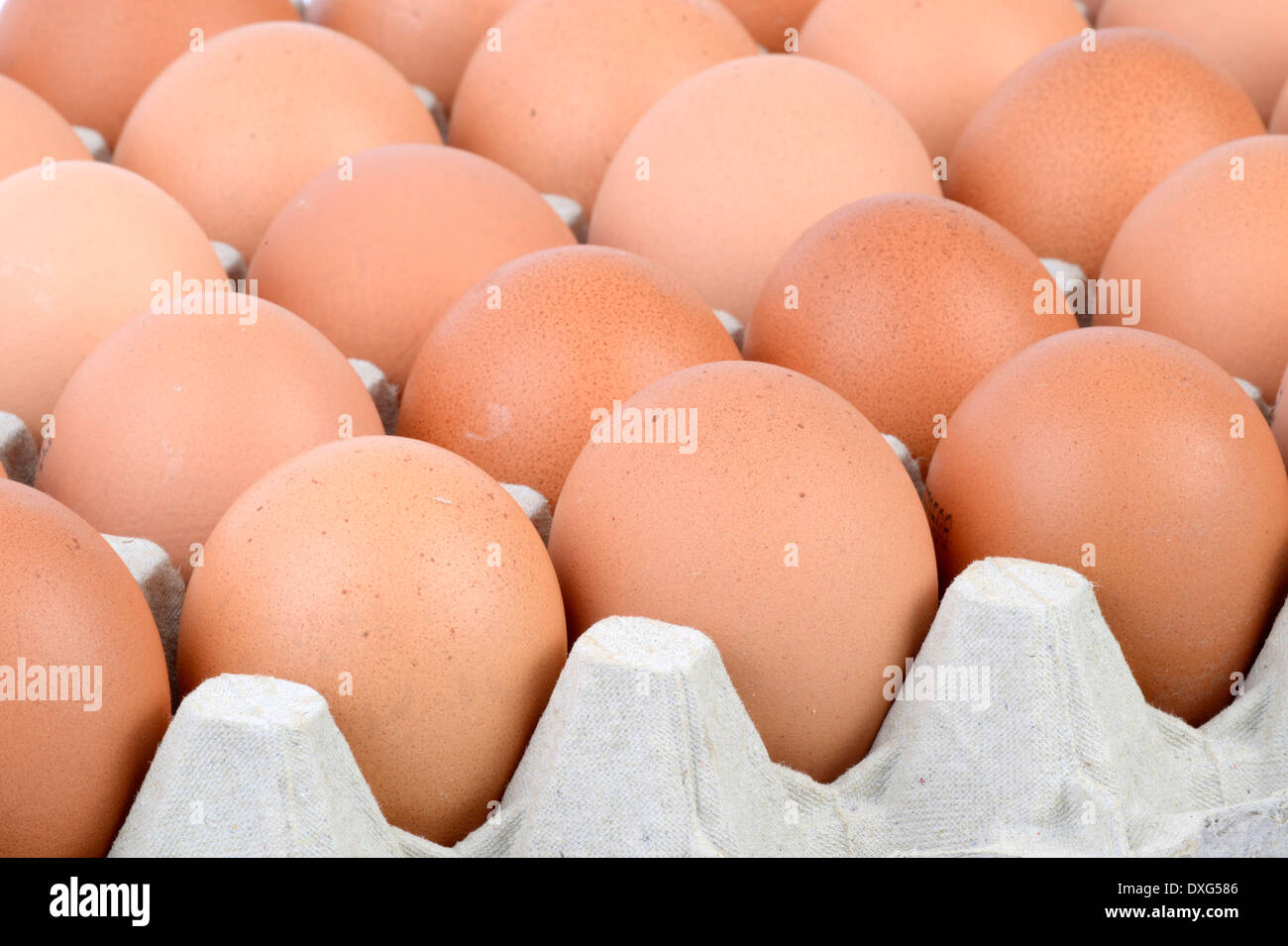 Los huevos de gallina, marrón Foto de stock