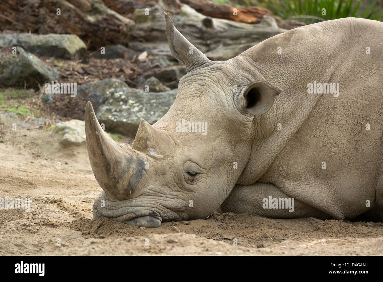 El rinoceronte blanco (Ceratotherium simum), dormido, zoológico de Auckland, Auckland, Isla del Norte, Nueva Zelanda Foto de stock