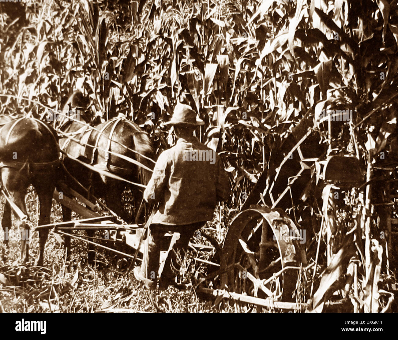 Cuaderno de maíz Crawford County Pennsylvania USA 1900 Foto de stock