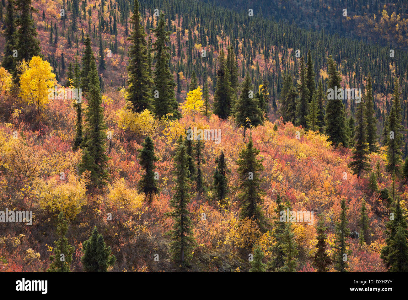 Colores del Otoño en la cima del mundo la autopista, los Territorios del Yukón, Canadá Foto de stock