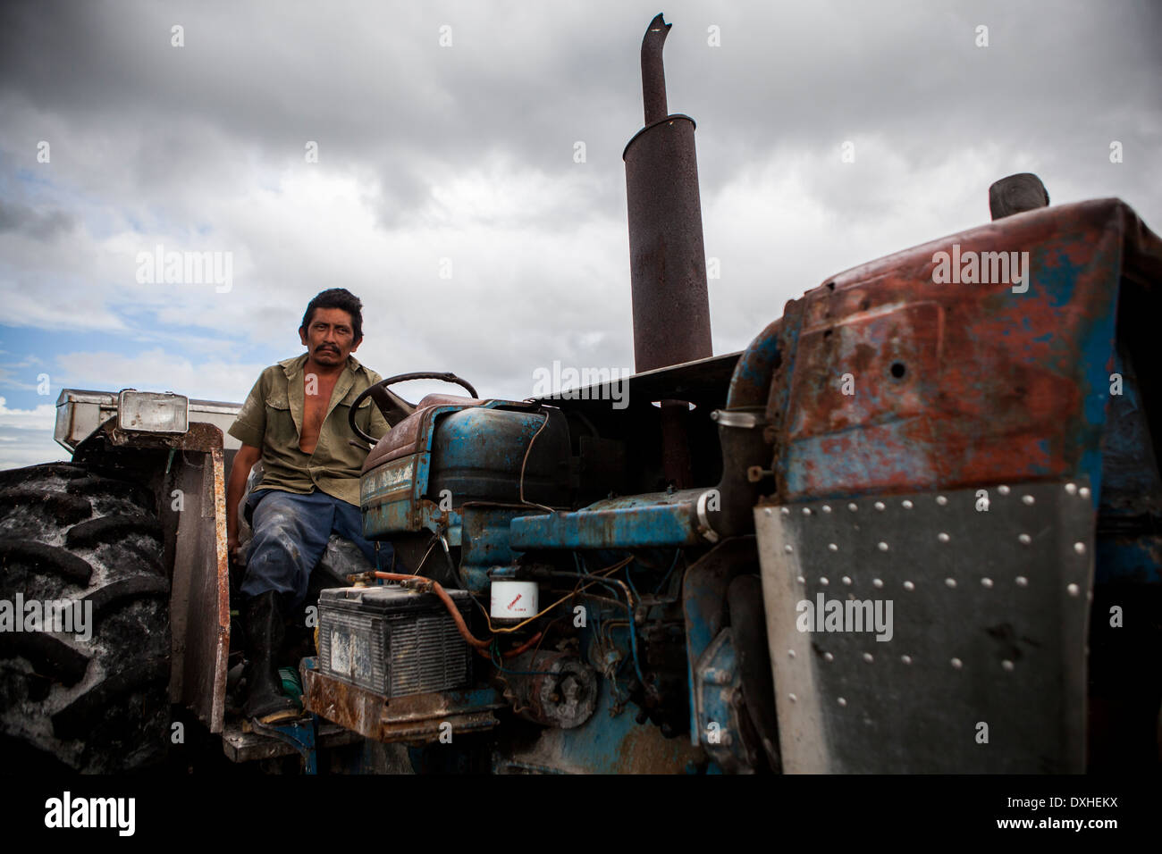 Un agricultor las cosechas de caña de azúcar en una plantación de caña de azúcar en Belice. La caña de azúcar es procesado y vendido como azúcar Fairtrade Foto de stock