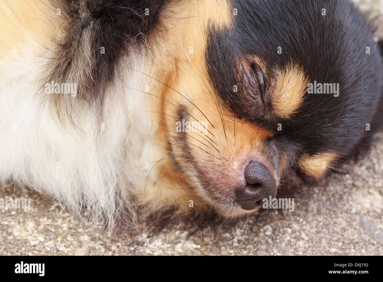 Chihuahua durmiendo pacíficamente en hormigón Foto de stock