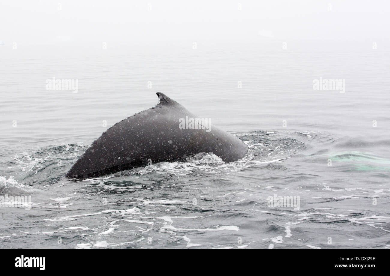 Las ballenas jorobadas (Megaptera novaeangliae) alimentándose de krill en Wilhelmena Bay, Antártida Peninsular Foto de stock