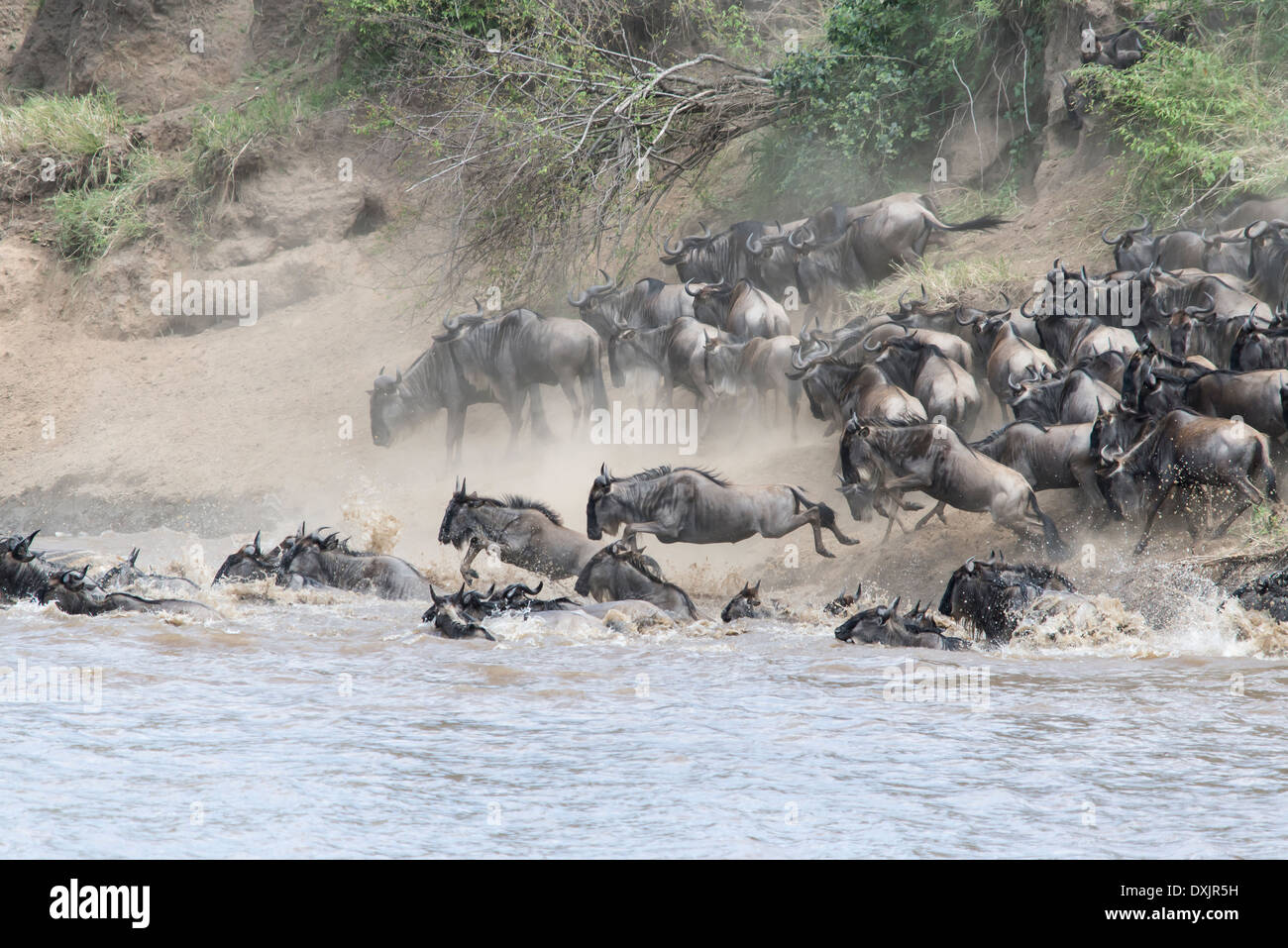Los ñus cruzando el río Mara en el Parque Nacional del Serengeti Foto de stock
