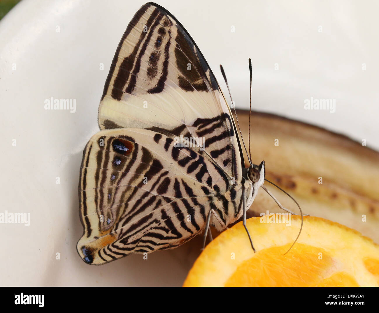 Mosaico de cebra Butterfly (Colobura dirce) ak.a. Dirce Belleza Foto de stock