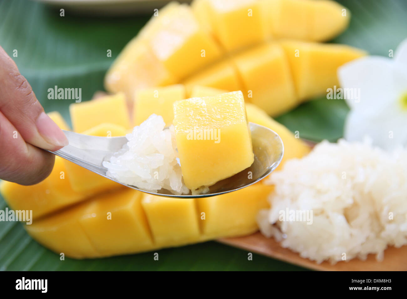 Mango maduro y arroz pegajoso en cuchara,tailandeses locales de alimentos. Foto de stock