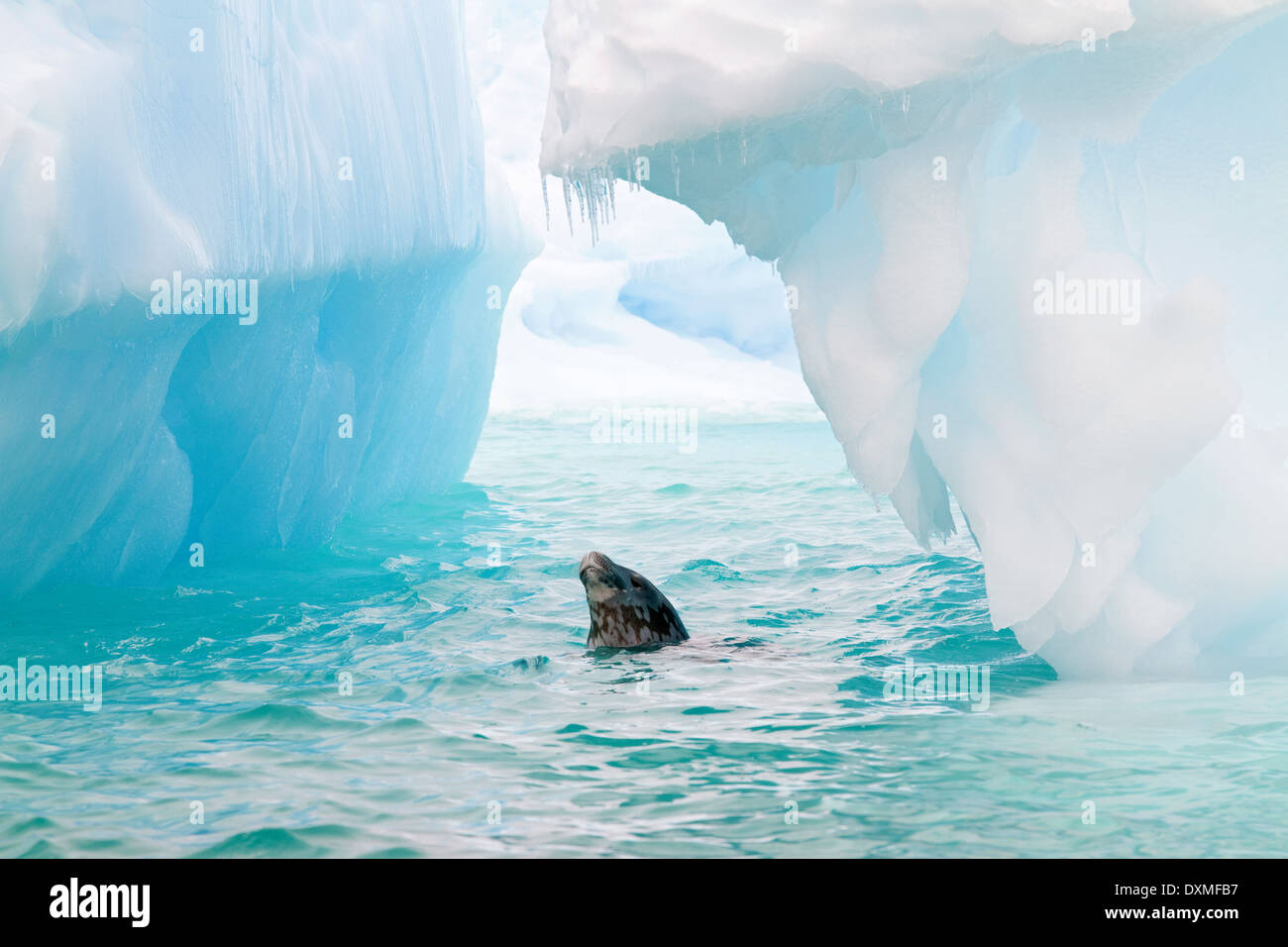 La Antártida Focas de Weddell (Leptonychotes weddelli), silencios y bobs entre icebergs azules. Antártida Foto de stock