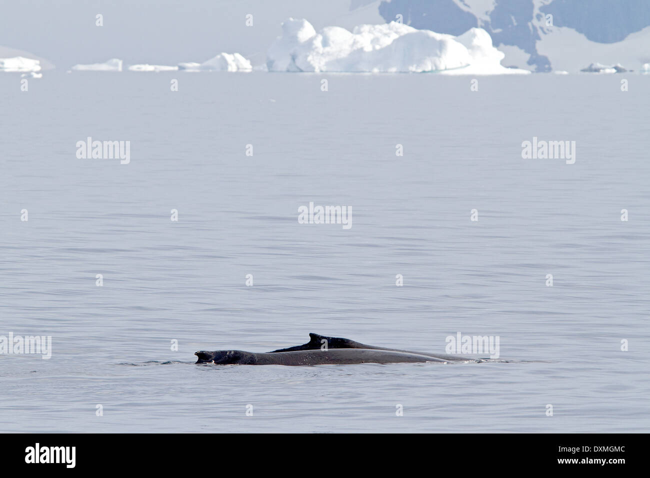 La Antártida BALLENAS JOROBADAS MEGAPTERA NOVAEANGLIAE Antártico. La ballena de aleta dorsal. Foto de stock