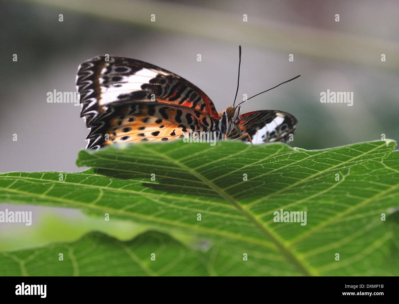 Leopard Crisopa (Cethosia cyane) Foto de stock