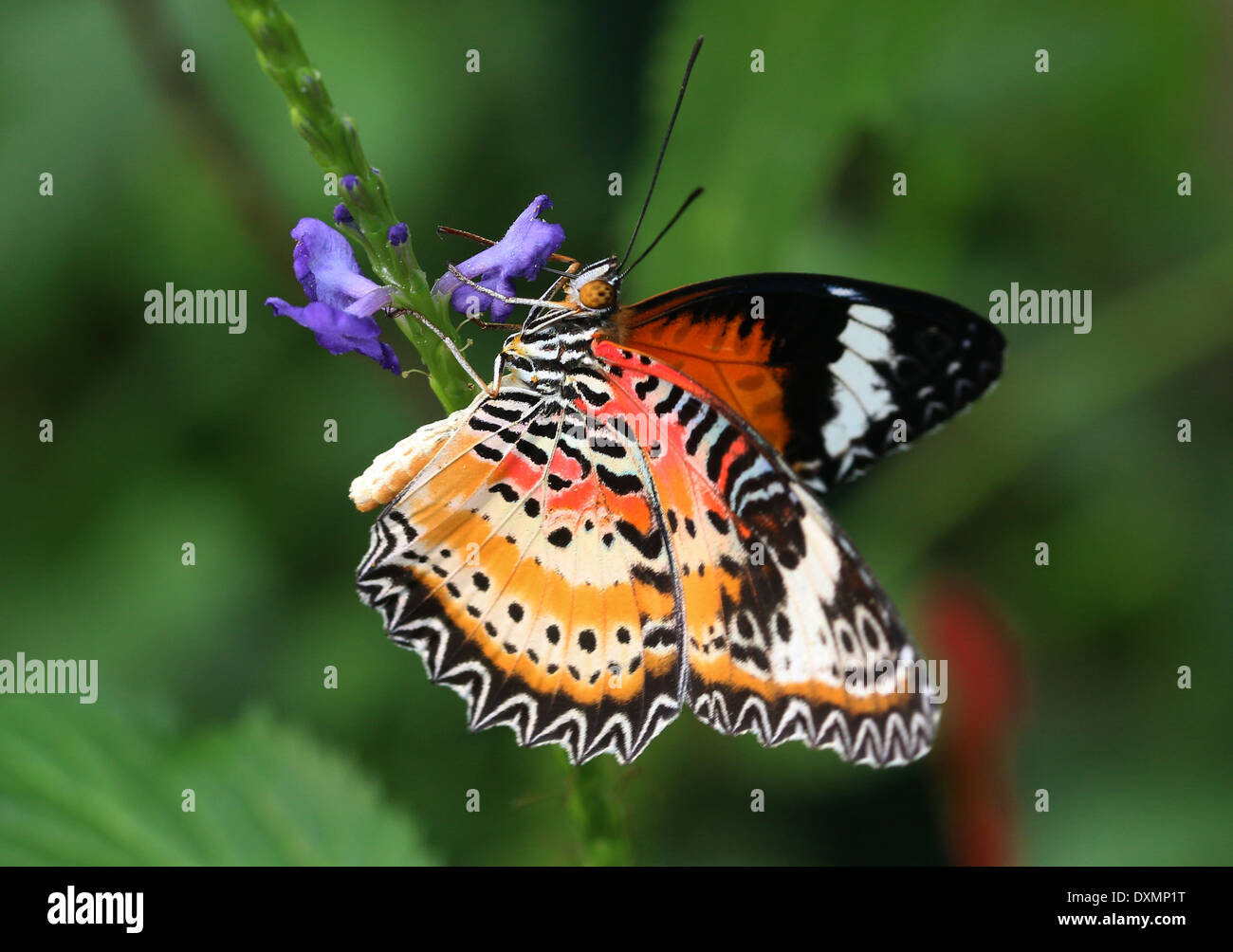 Leopard Crisopa (Cethosia cyane) forrajeando en una flor tropical Foto de stock