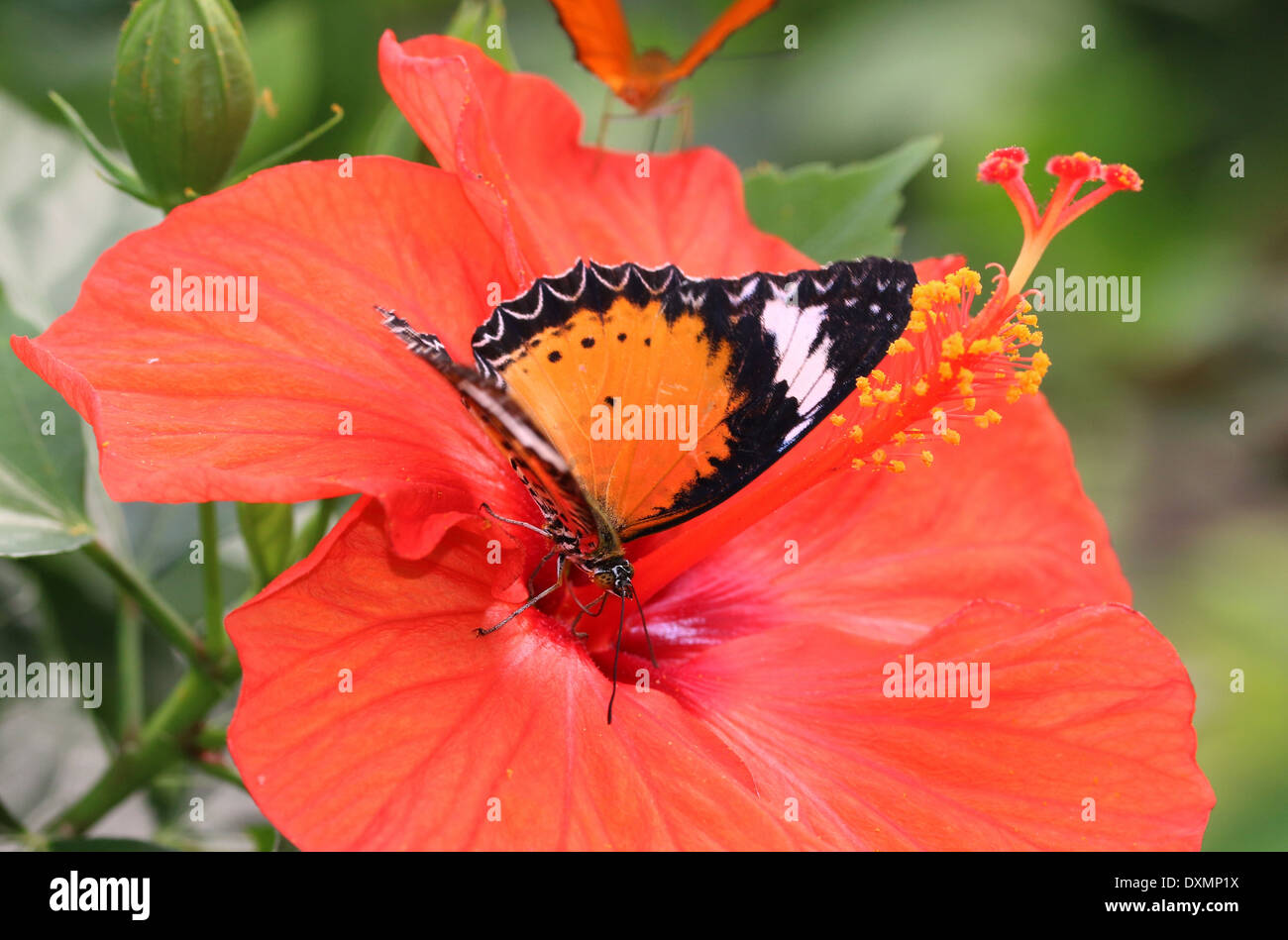 Leopard Crisopa (Cethosia cyane) forrajeando en una flor tropical Foto de stock