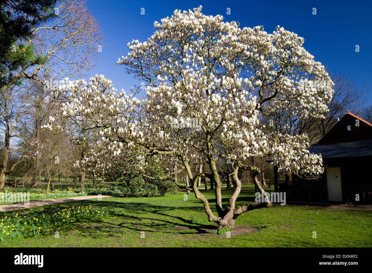 Magnolio (Magnolia grandiflora) Castillo, Parque Bute, Cardiff, Gales del Sur, Reino Unido. Foto de stock