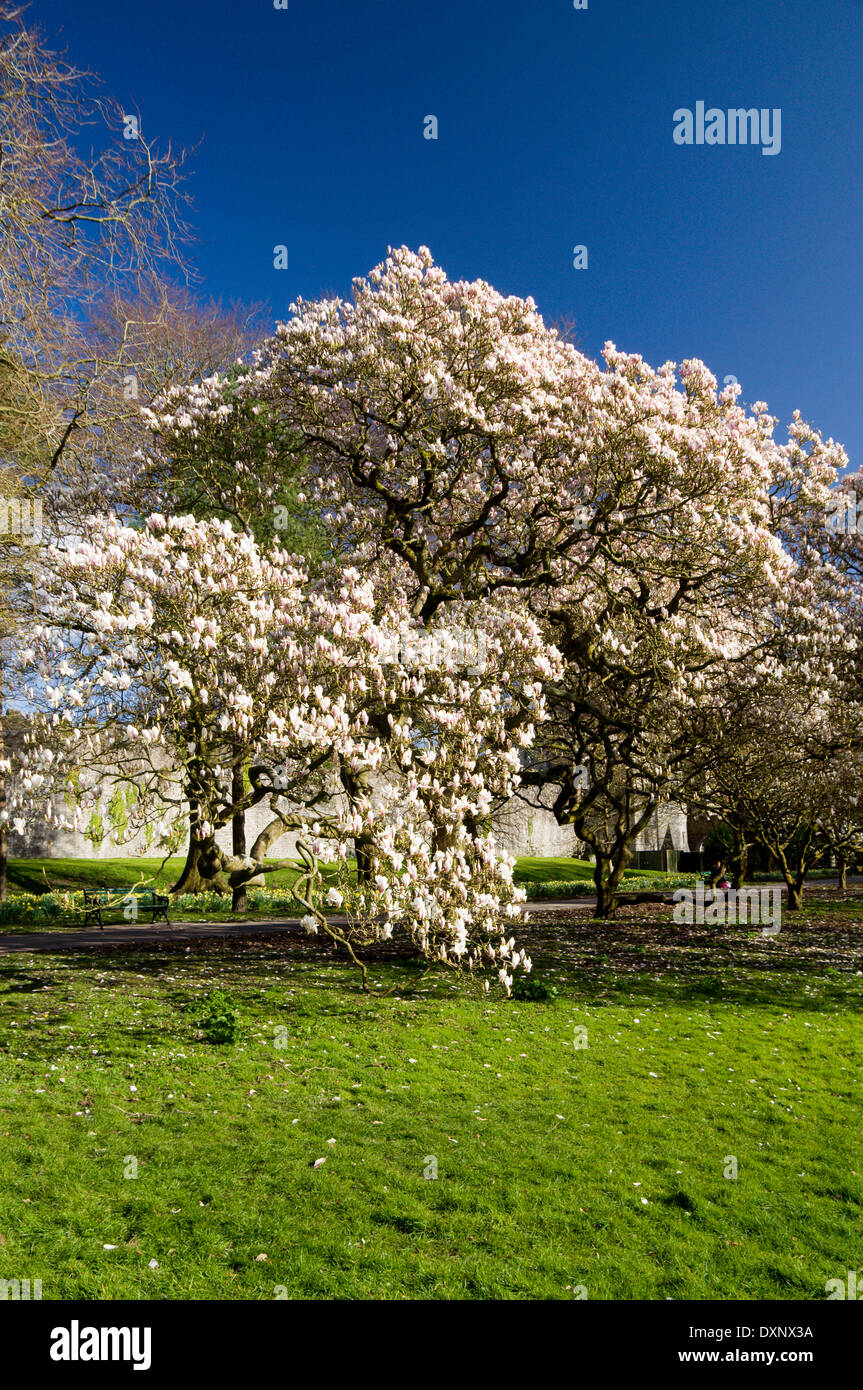 Magnolio (Magnolia grandiflora) Castillo, Parque Bute, Cardiff, Gales del Sur, Reino Unido. Foto de stock