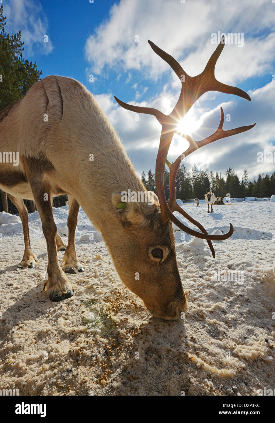 Macho de renos, Laponia, Finlandia Foto de stock