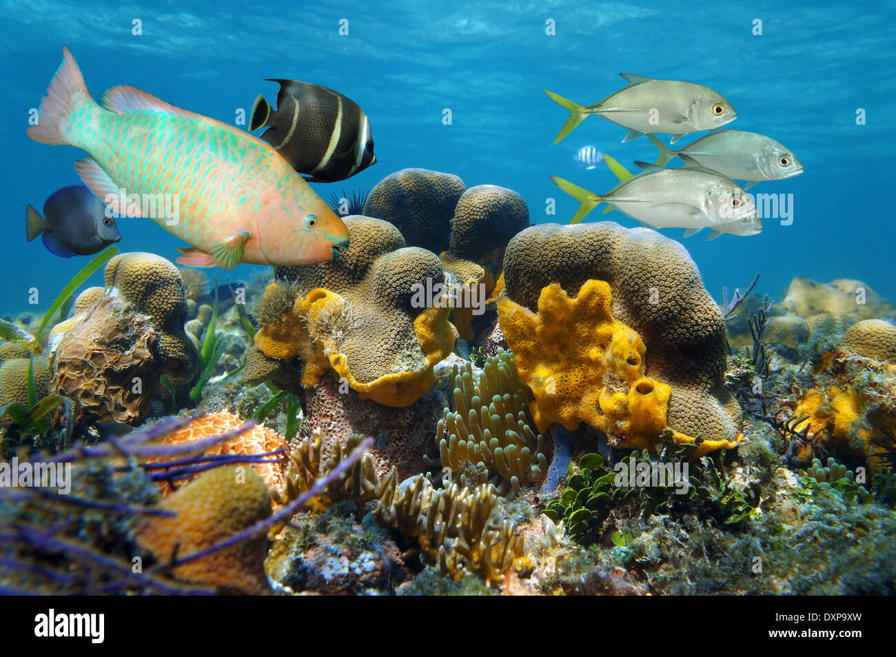 Paisaje submarino con peces tropicales de un arrecife de coral, mar Caribe, Bocas del Toro, Panamá Foto de stock