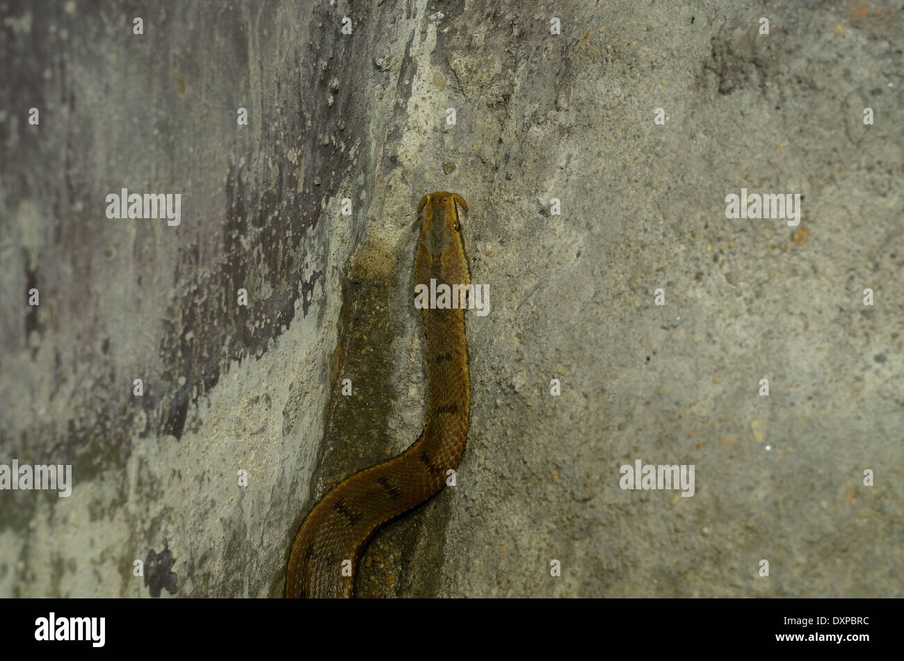 Hermosa tentáculos- (Serpiente) en terrario Erpeton tentaculatum Foto de stock