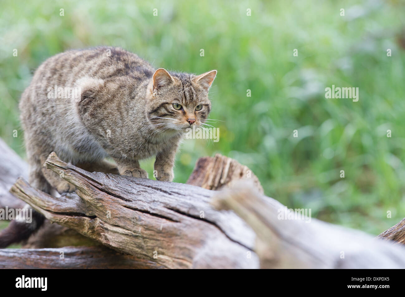 Scottish Wildcat (Felis silvestris grampia) Foto de stock