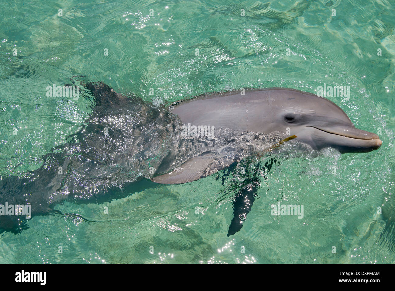 Honduras, Islas de la Bahía de Honduras, Roatán. Anthony's Key, el delfín mular (Tursiops truncatus) aka vaquita. Foto de stock