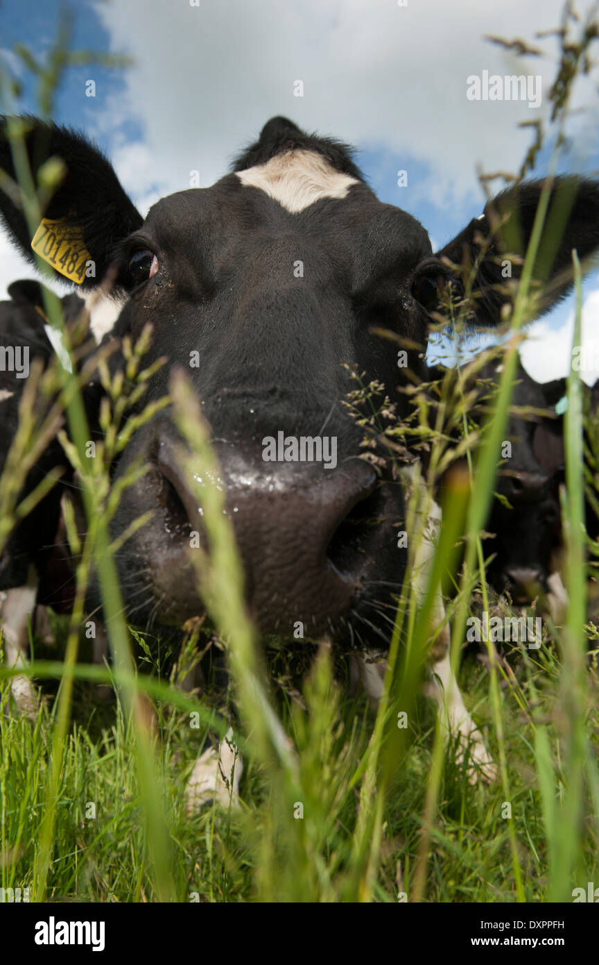 Vaca lechera olfateando a la hierba en los pastos. Foto de stock