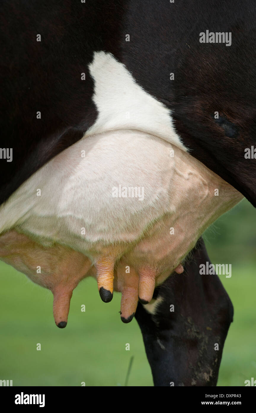 La ubre sana en una vaca lechera. Cumbria, Reino Unido Foto de stock