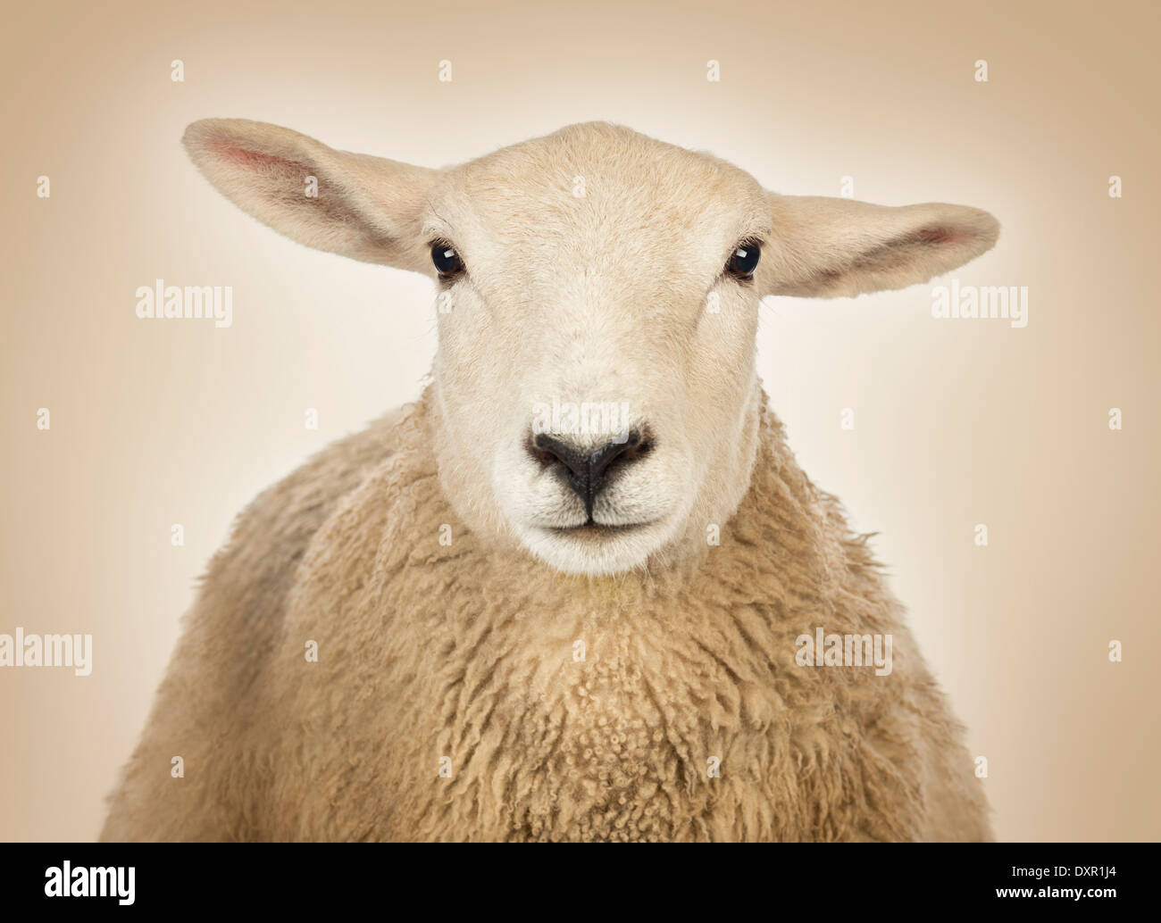 Disponible junto a Ciudadano Close-up de una cabeza de oveja delante de un fondo crema Fotografía de  stock - Alamy
