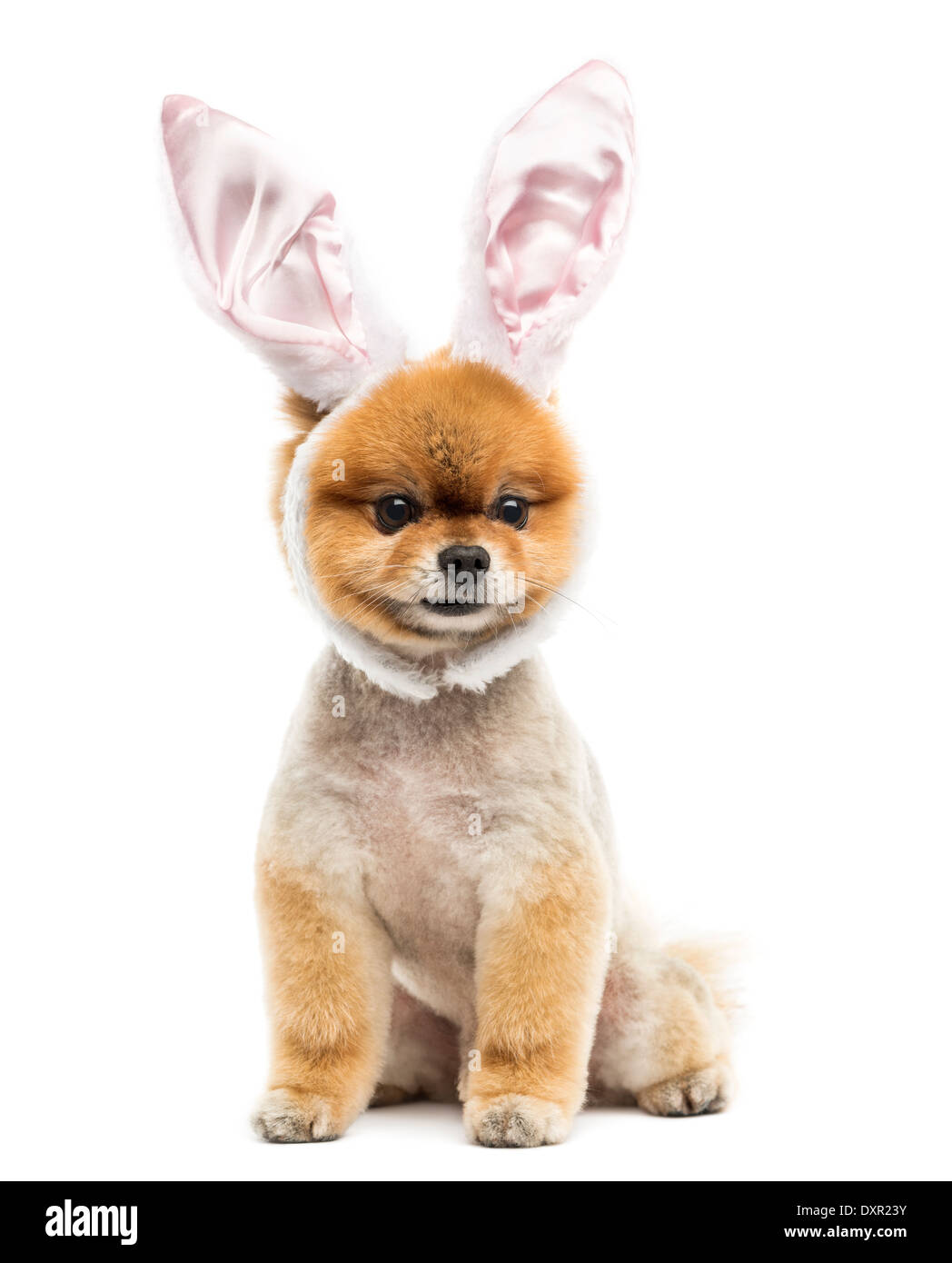 Pomerania aseado perro sentado y vestido con orejas de conejo contra la diadema de fondo blanco. Foto de stock