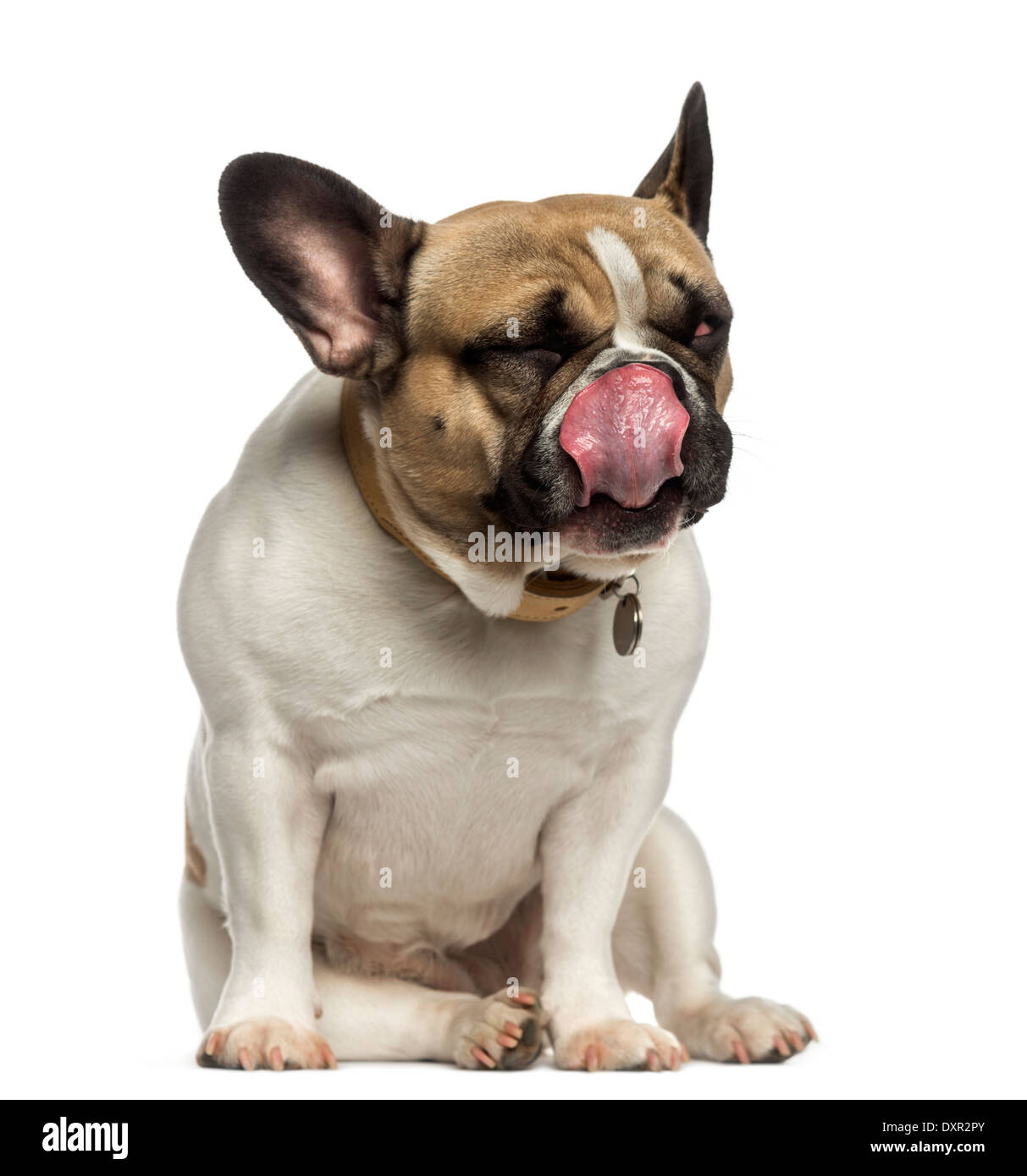 Bulldog Francés sentado y lamer su nariz contra el fondo blanco. Foto de stock