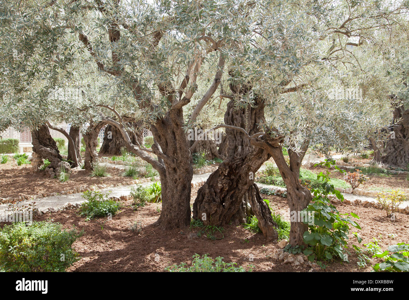 Getsemaní, Jerusalén, Israel. Foto de stock