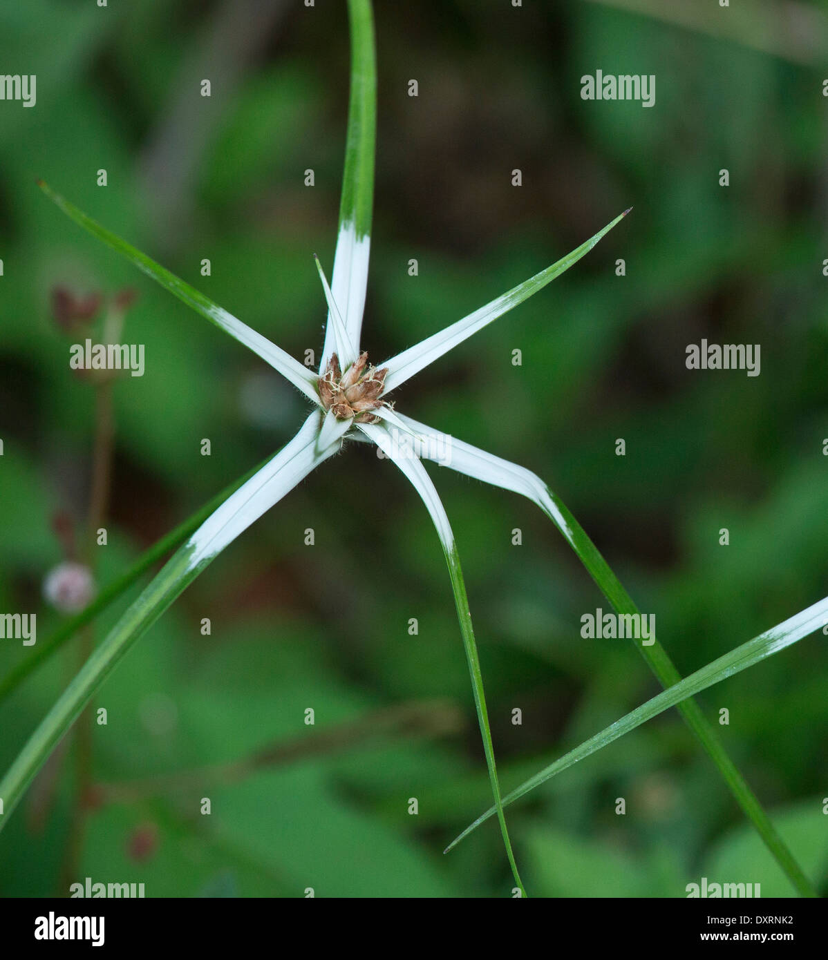 Grass-estrella o estrella-hierba , Rhynchospora nervosa, Trinidad Foto de stock