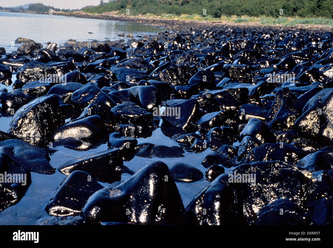 Rocas aceitosas brillan al sol filtrada desde el derrame de petróleo del Exxon Valdez, el 4 de