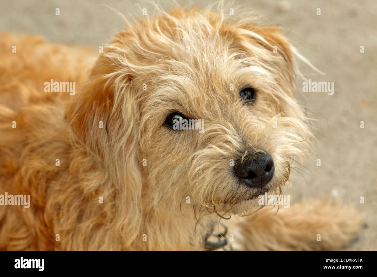 Retrato de un cachorro de pelo largo, un cruce entre un Jack Russell  terrier y un caniche en miniatura Fotografía de stock - Alamy