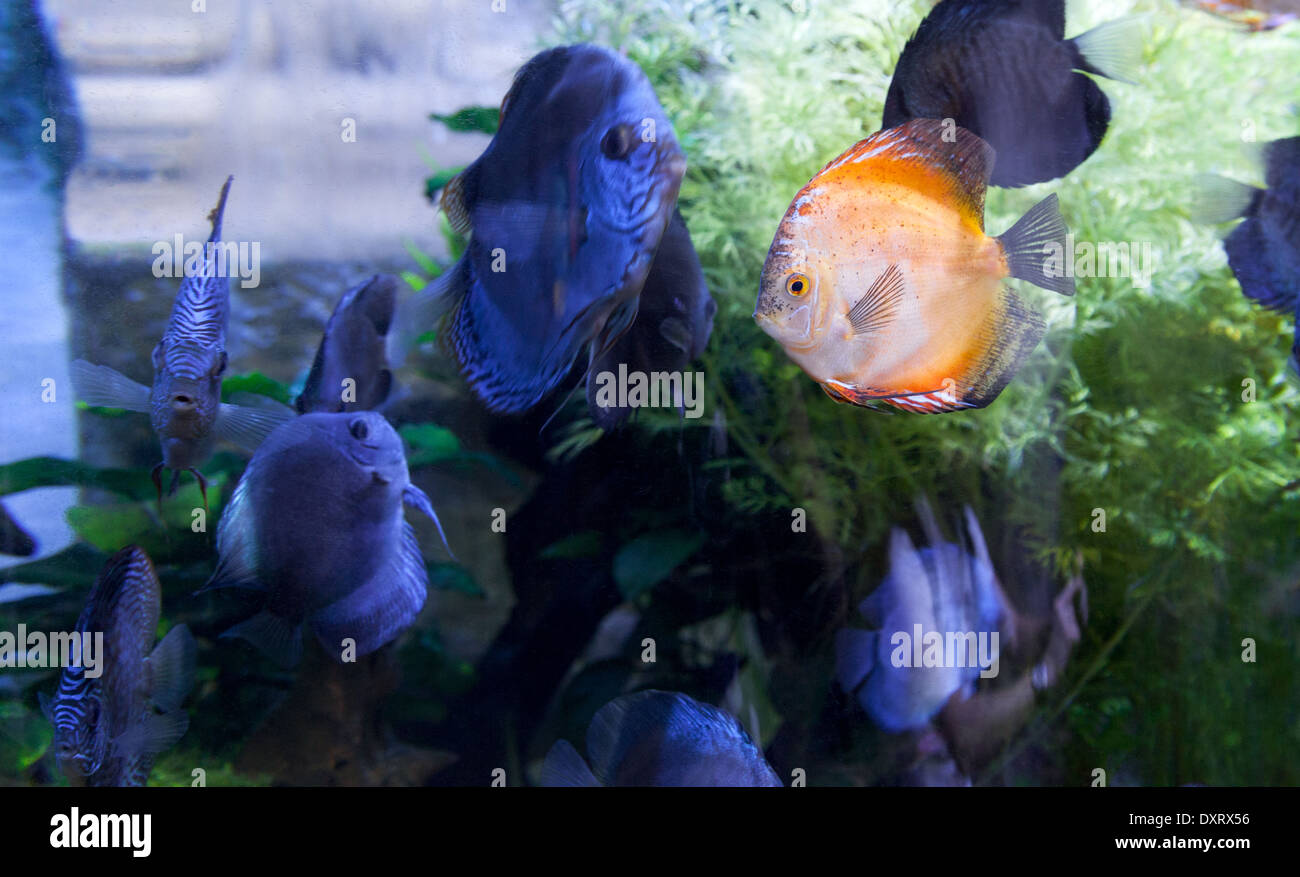 Un naranja brillante peces cíclidos entre peces de colores más oscuros - Concepto de diferente, diferencia, sobresalen o impar uno Foto de stock