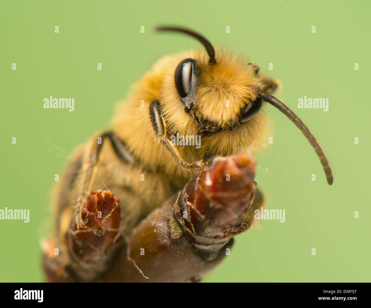 - La abeja Apis mellifera Foto de stock