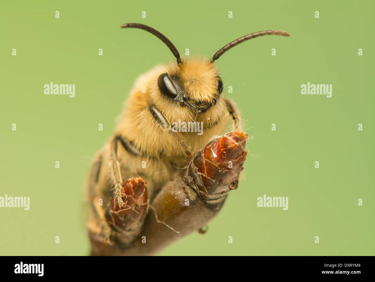 - La abeja Apis mellifera Foto de stock