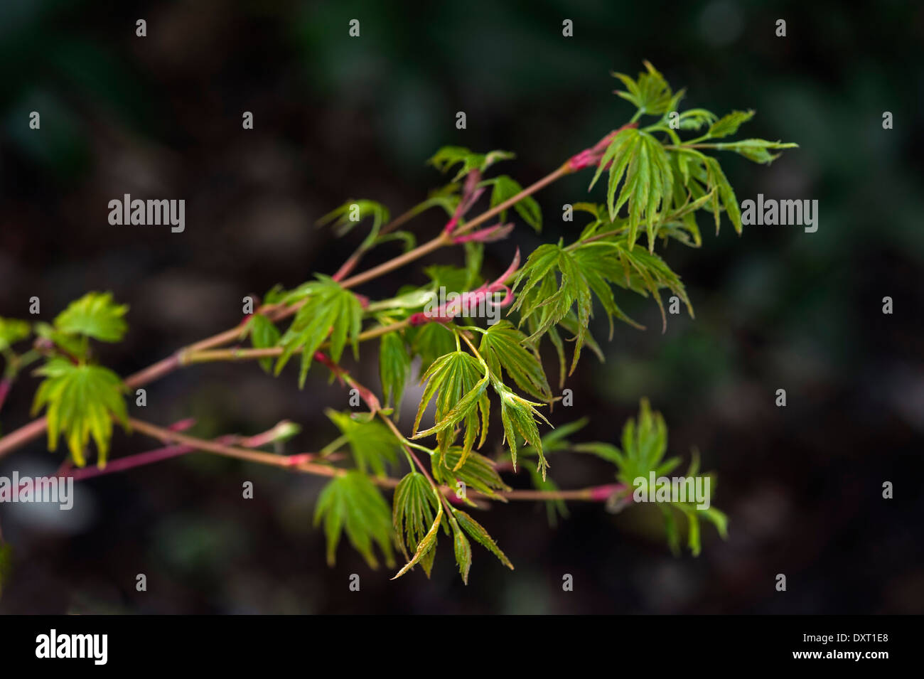 Acer palmatum Senkaki. Arce. Foto de stock