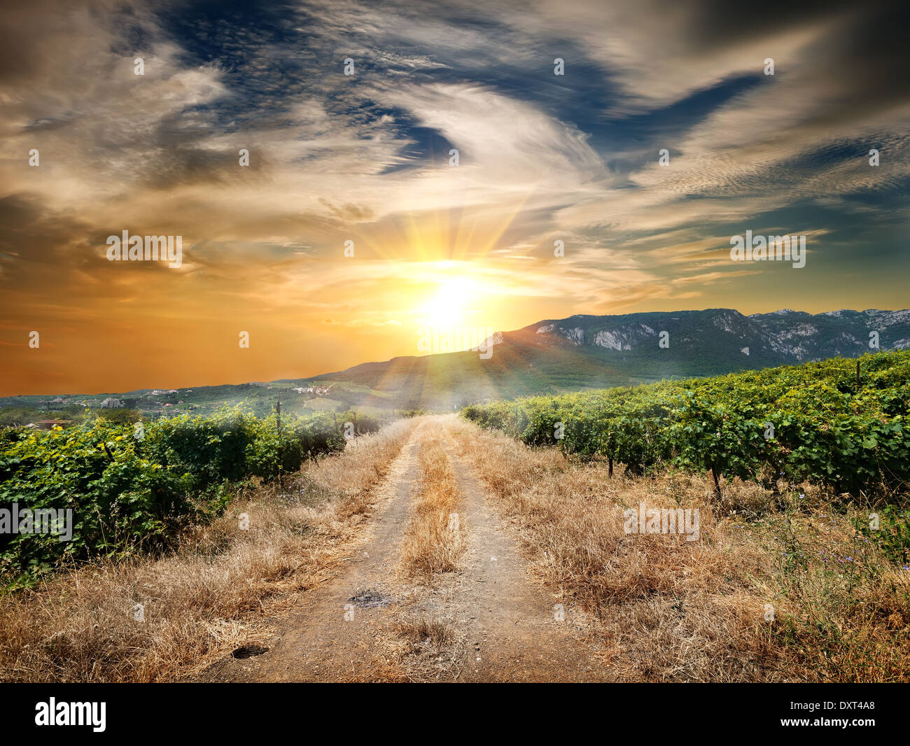 País por carretera a través de un viñedo en otoño Foto de stock