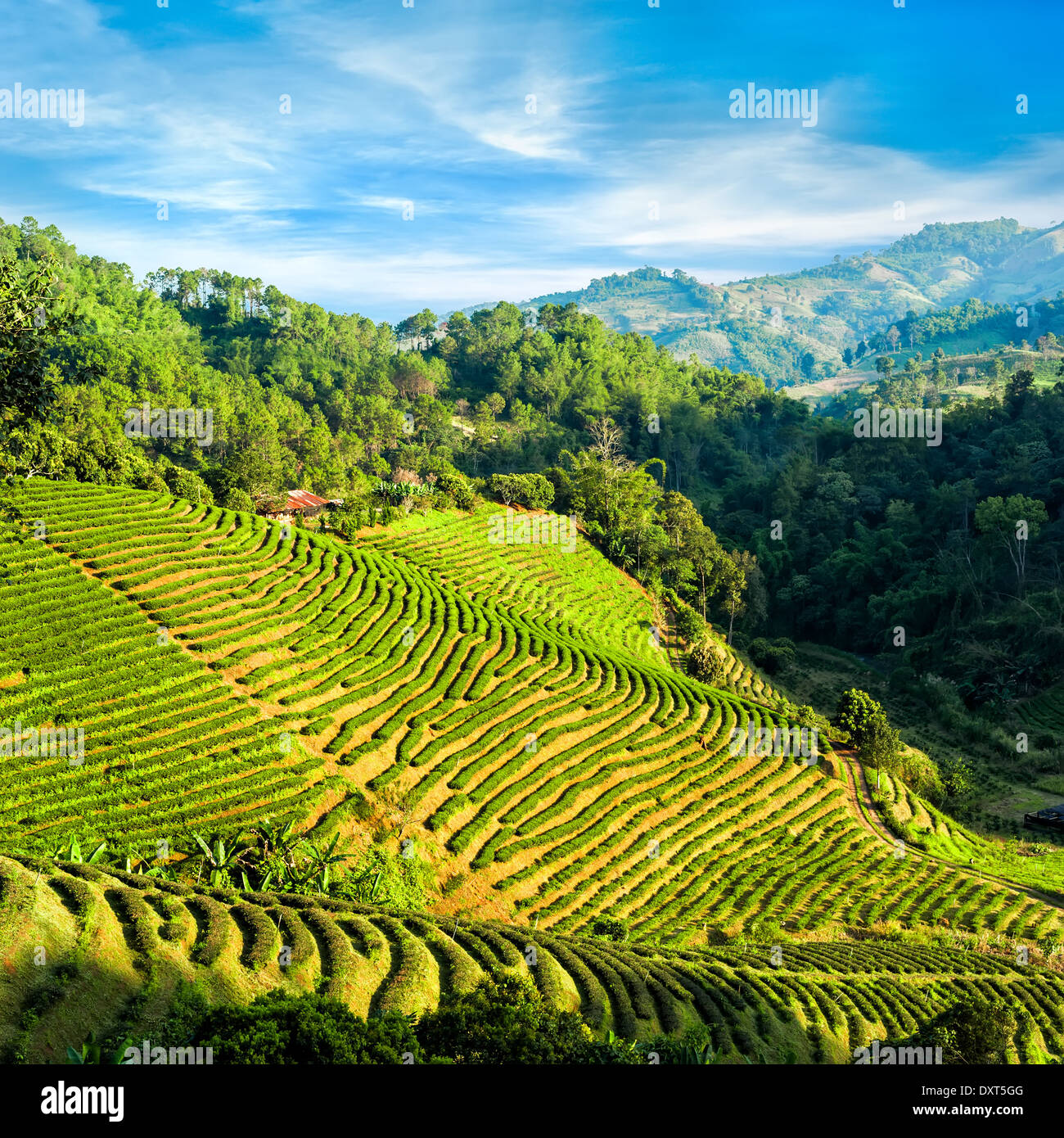 Plantación de té horizontal bajo el azul cielo nublado. Provincia de Chaing Rai, Tailandia Foto de stock