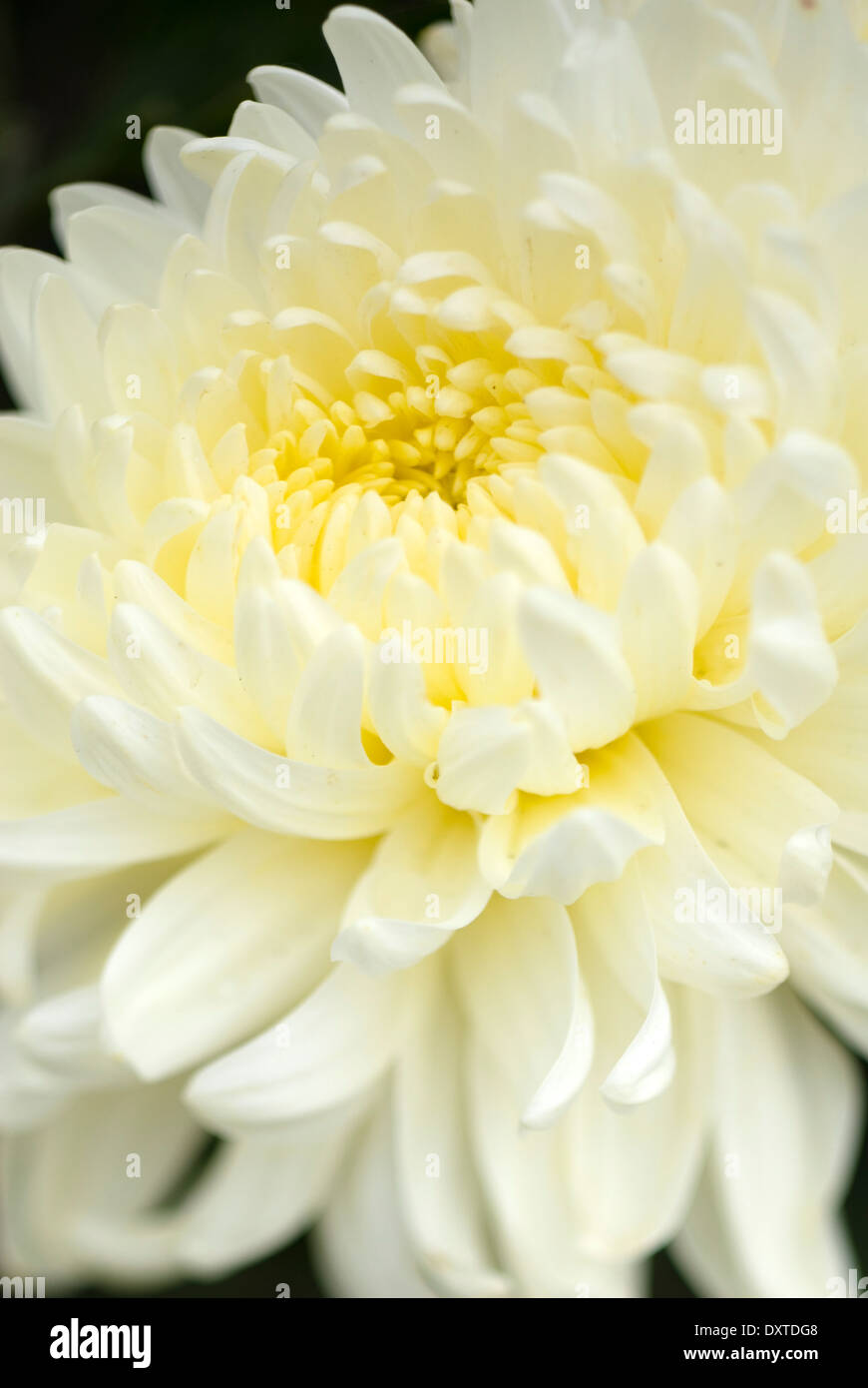 Cerca de crisantemo Blanco Allouise, crisantemo. Planta perenne, de septiembre. Flores de color blanco cremoso. Foto de stock