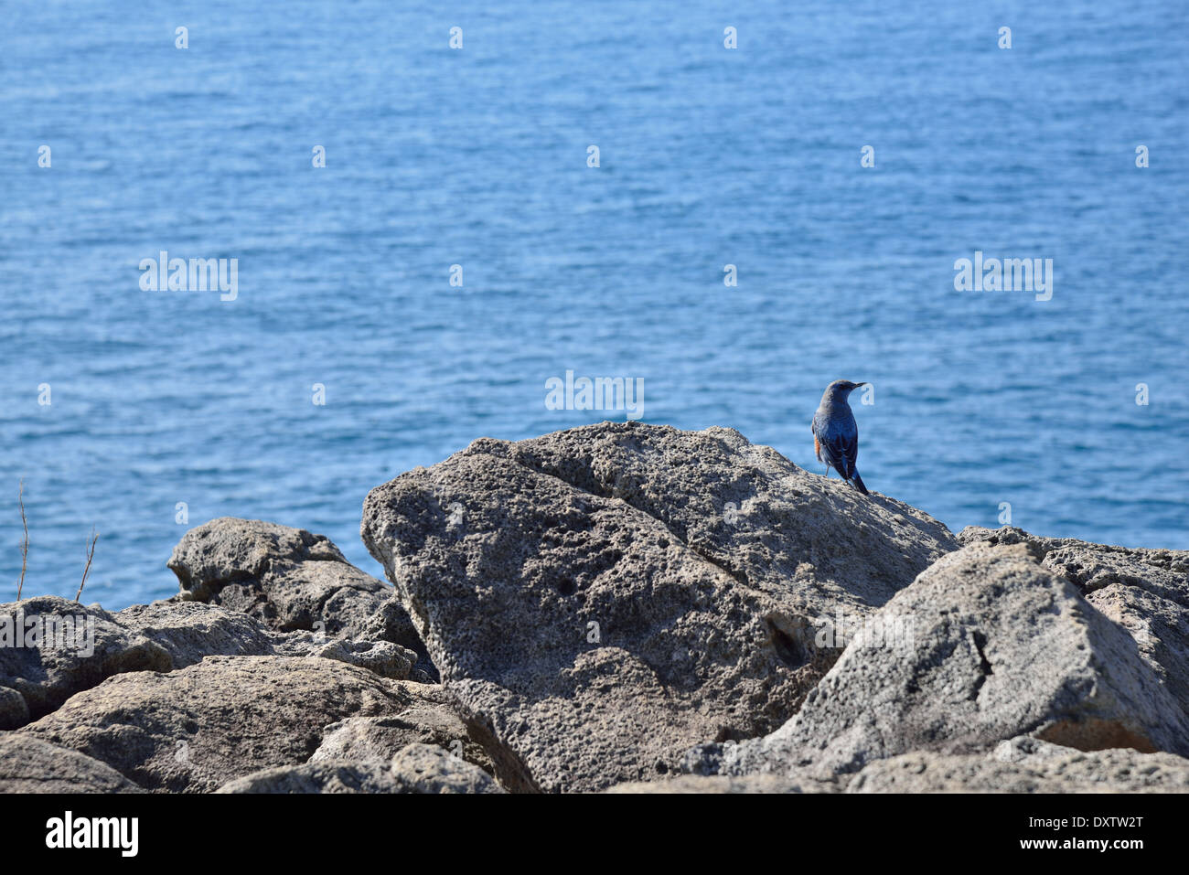 Un pajarito azul en una playa de rocas Foto de stock